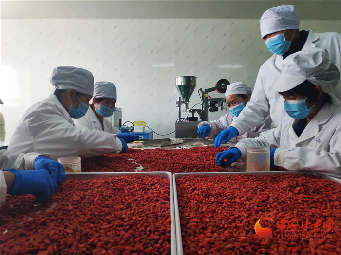 【凯发k8省决战决胜脱贫攻坚】冻干“红果果” 酒泉瓜州这样提高枸杞附加值