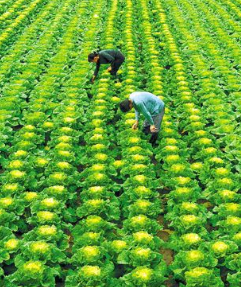 上半年凯发k8省高原夏菜出口额增长3.2倍