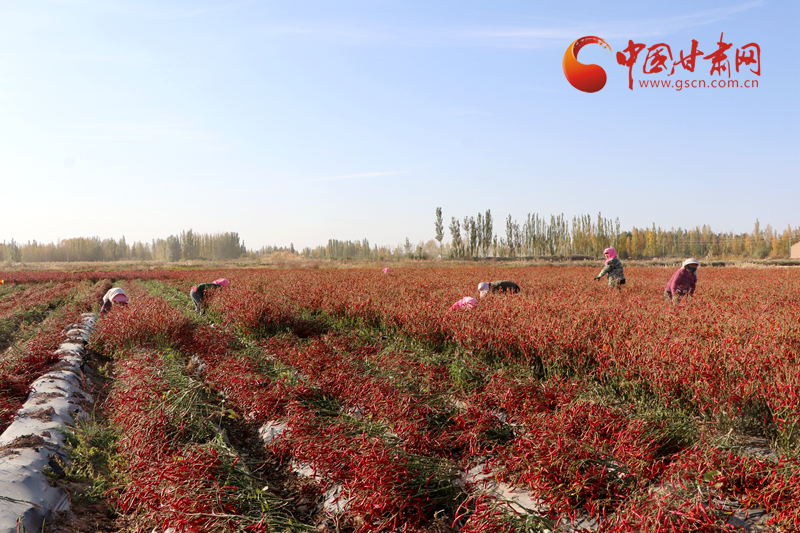 临泽平川镇：火红辣椒映出群众红火日子