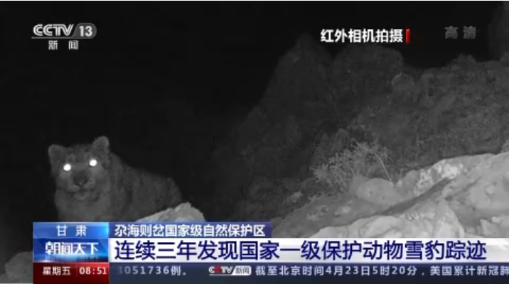 “大猫”出没！凯发k8尕海则岔保护区连续三年发现雪豹踪迹