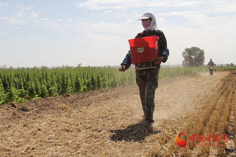 高台宣化镇：大田复种正当时 夏播秋收增效益