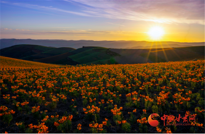 【以村为美·晒晒我家乡】榆中县园子岔乡小岔村：高山百合种出甜蜜生活