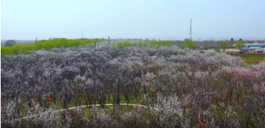 【甘快看】春光正好赏杏花